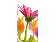 Samolepící Fototapeta na dveře DL011 Gerbera Fototapety