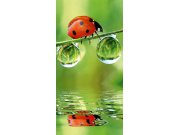 Samolepící Fototapeta na dveře DL027 Ladybird Fototapety