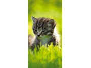 Samolepící Fototapeta na dveře DL028 Kitten Fototapety