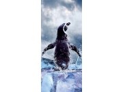 Samolepící Fototapeta na dveře DL059 Tučňák Fototapety
