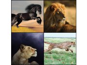 Fototapeta Koláž Safari L-228 | 220x220 cm Fototapety