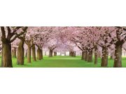 Fototapeta Třešňová alej M-124 | 330x110 cm Fototapety