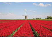 Fototapeta Tulipány a větrný mlýn XL-186 | 330x220 cm Fototapety