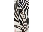 Fototapeta AG Zebra FTV-0211 | 90x202 cm Fototapety