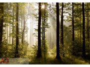 Fototapeta AG Ranní Les FTS-0181 | 360x254 cm Fototapety skladem