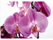 Fototapeta AG Orchidej FTNS-2459 | 360x270 cm Fototapety