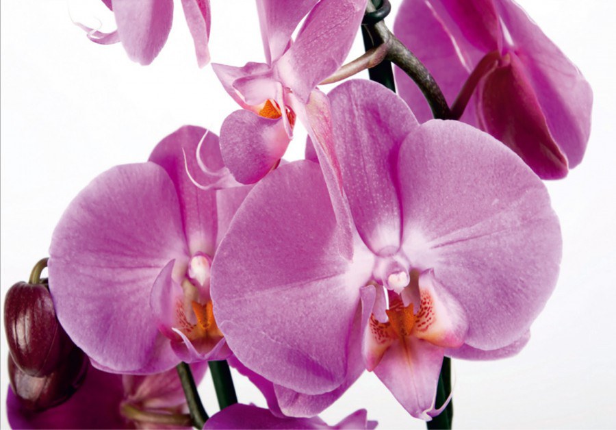 Fototapeta AG Orchidej FTNS-2459 | 360x270 cm - Fototapety