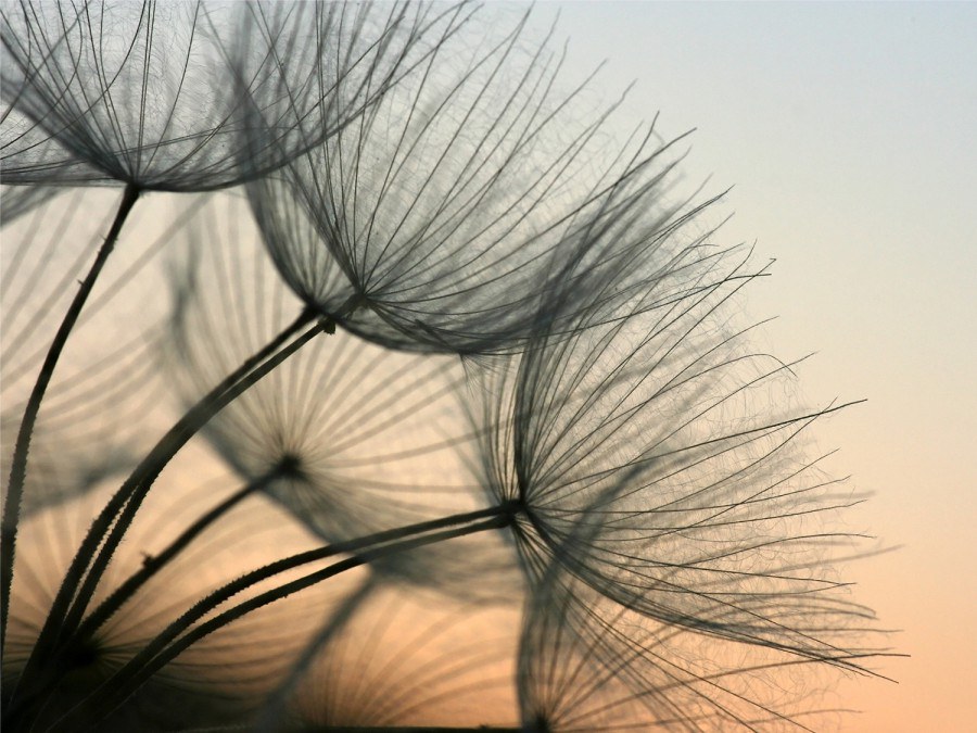 Fototapeta AG Odkvetlé pampelišky FTNXXL-2494 | 360x270 cm Fototapeta AG Odkvetlé pampelišky FTNXXL-2494 | 360x270 cm