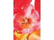 Fototapeta AG Květiny FTS-0078 | 180x270 cm Fototapety