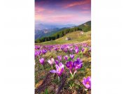 Fototapeta na zeď Krokusy na jaře | MS-2-0064 | 150x250 cm Fototapety
