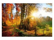 Fototapeta na zeď Procházka lesem | MS-5-0065 | 375x250 cm Fototapety