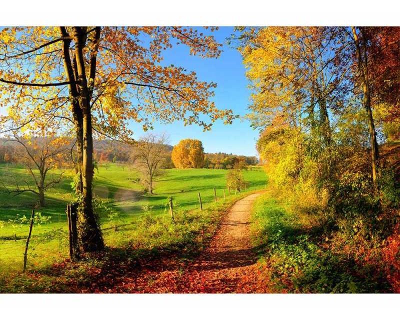 Fototapeta na zeď Louka | MS-5-0066 | 375x250 cm - Fototapety