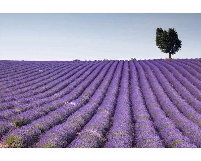 Fototapeta na zeď Levandulová pole | MS-5-0088 | 375x250 cm - Fototapety