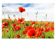 Fototapeta na zeď Červený mák | MS-5-0090 | 375x250 cm Fototapety