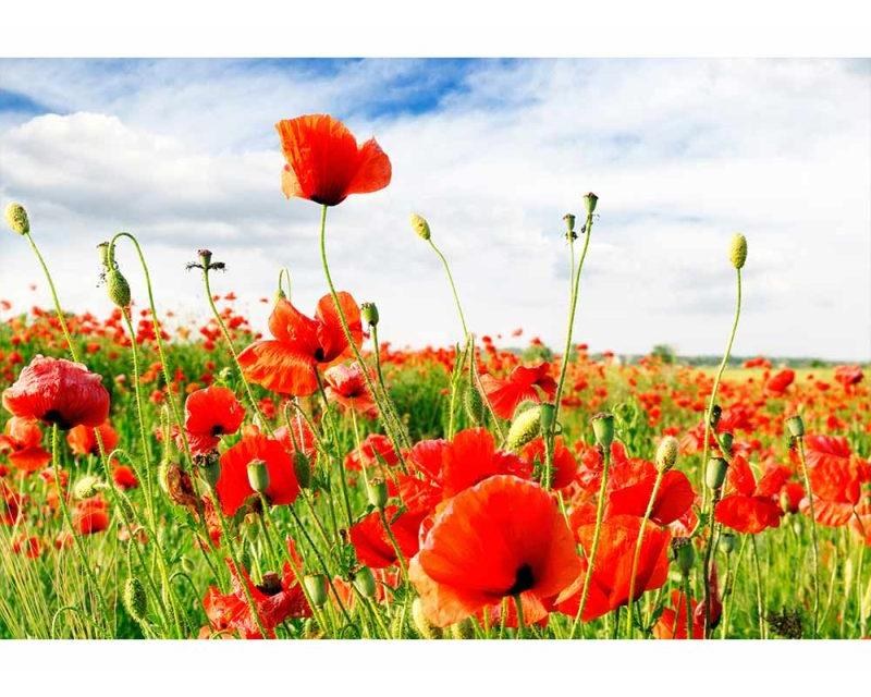 Fototapeta na zeď Červený mák | MS-5-0090 | 375x250 cm - Fototapety