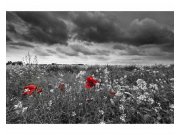 Fototapeta na zeď Černobílé vlčí máky | MS-5-0091 | 375x250 cm Fototapety