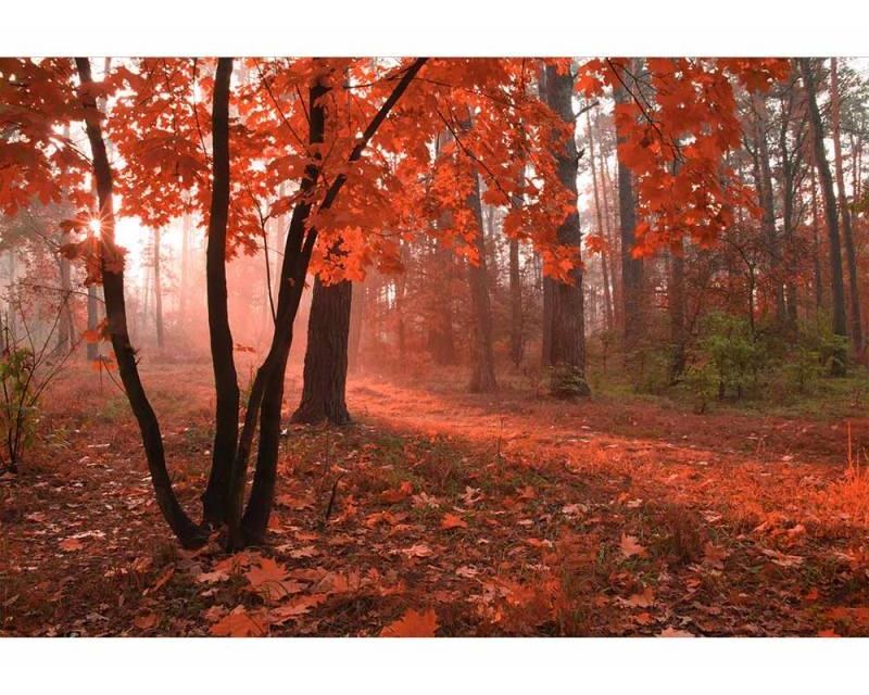 Fototapeta na zeď Les v mlze | MS-5-0095 | 375x250 cm Fototapeta na zeď Les v mlze | MS-5-0095 | 375x250 cm