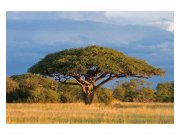 Fototapeta na zeď Akácie | MS-5-0097 | 375x250 cm Fototapety