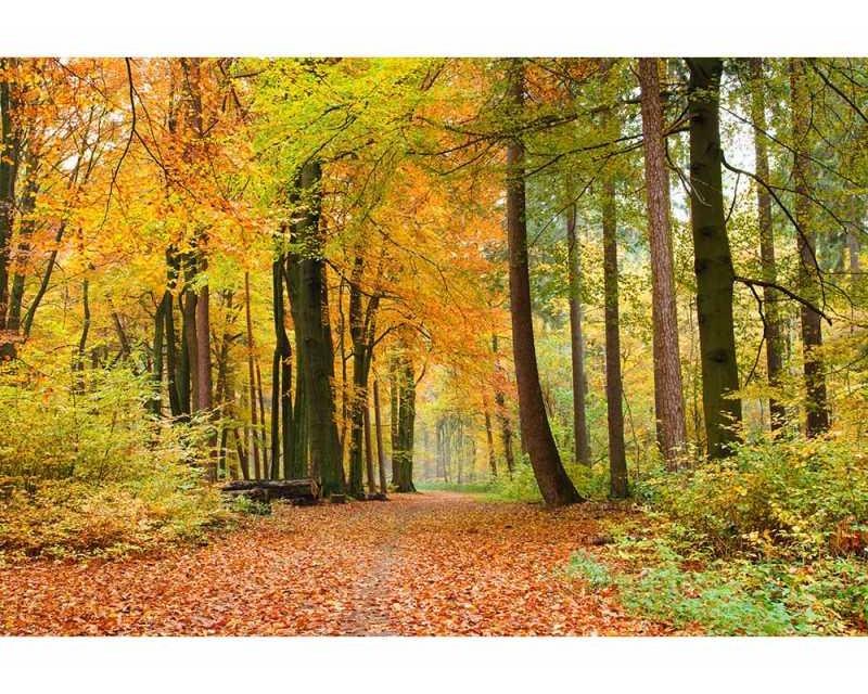 Fototapeta na zeď Podzimní les | MS-5-0099 | 375x250 cm - Fototapety