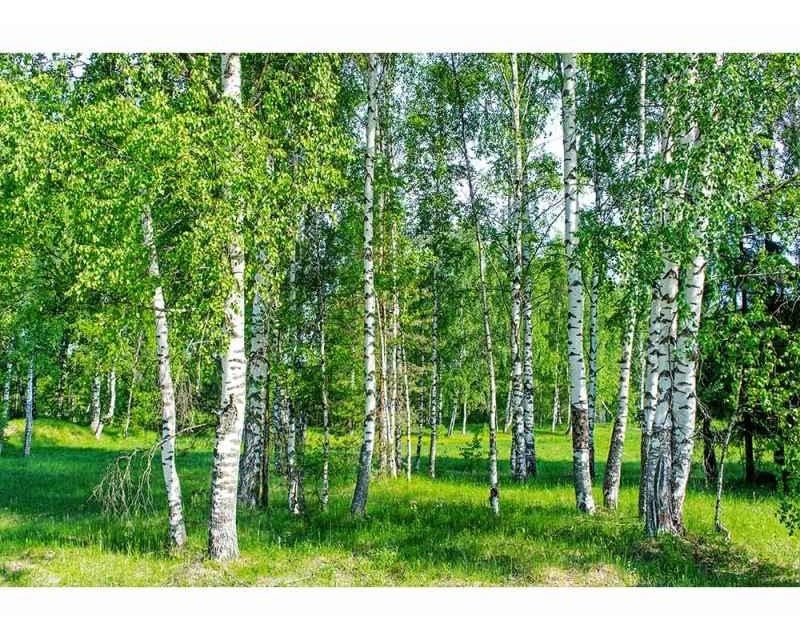 Fototapeta na zeď Březový háj | MS-5-0100 | 375x250 cm - Fototapety