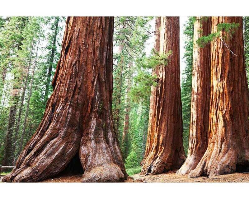 Fototapety - Fototapeta na zeď Sekvoje | MS-5-0102 | 375x250 cm Fototapeta na zeď Sekvoje | MS-5-0102 | 375x250 cm - Fototapety