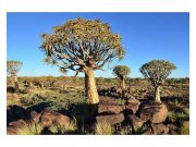 Fototapeta na zeď Namibie | MS-5-0103 | 375x250 cm Fototapety