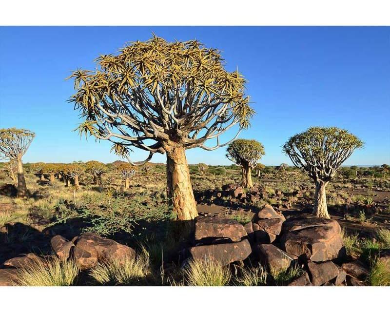 Fototapeta na zeď Namibie | MS-5-0103 | 375x250 cm - Fototapety