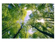 Fototapeta na zeď Stromy v oblacích | MS-5-0104 | 375x250 cm Fototapety