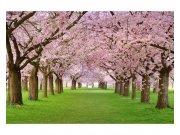 Fototapeta na zeď Třešňový sad | MS-5-0105 | 375x250 cm Fototapety