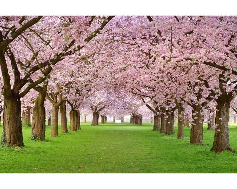 Fototapeta na zeď Třešňový sad | MS-5-0105 | 375x250 cm - Fototapety