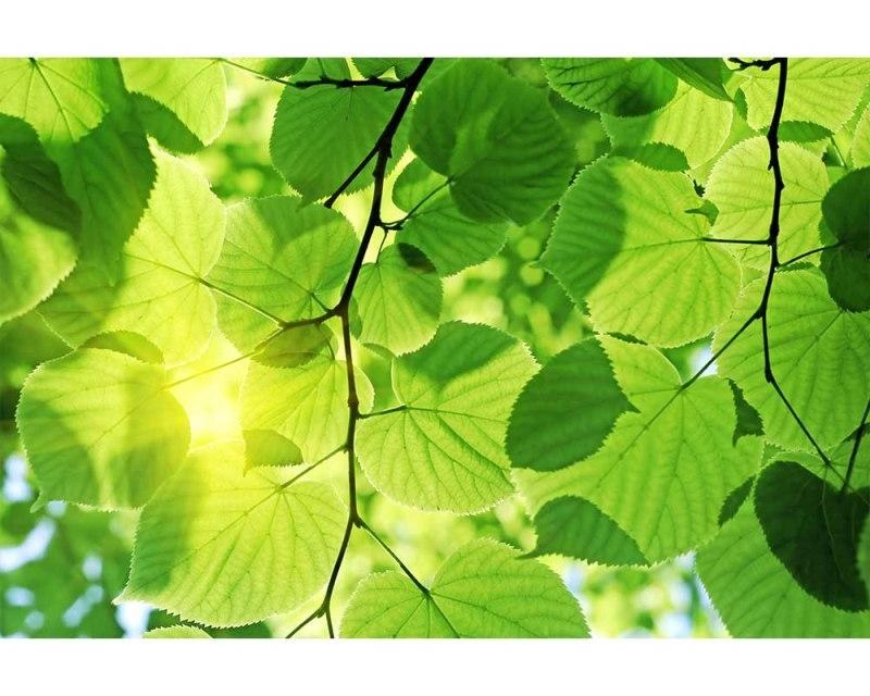 Fototapety - Fototapeta na zeď Zelené listy | MS-5-0107 | 375x250 cm Fototapeta na zeď Zelené listy | MS-5-0107 | 375x250 cm - Fototapety