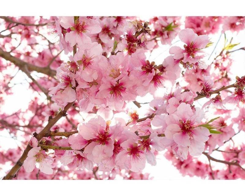 Fototapeta na zeď Květy jabloní | MS-5-0108 | 375x250 cm