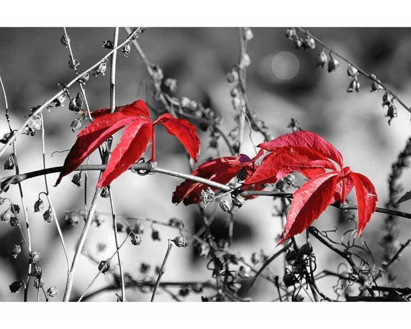 Fototapeta na zeď Červené listí na černém pozadí | MS-5-0110 | 375x250 cm