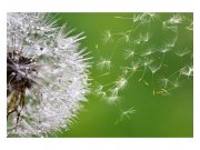 Fototapeta na zeď Letící Chmýří pampelišek | MS-5-0121 | 375x250 cm Fototapety