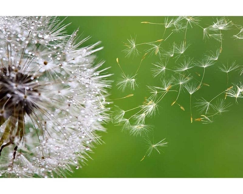 Fototapeta na zeď Letící Chmýří pampelišek | MS-5-0121 | 375x250 cm - Fototapety