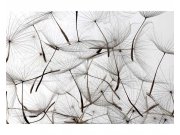 Fototapeta na zeď Chmýří pampelišky | MS-5-0122 | 375x250 cm Fototapety