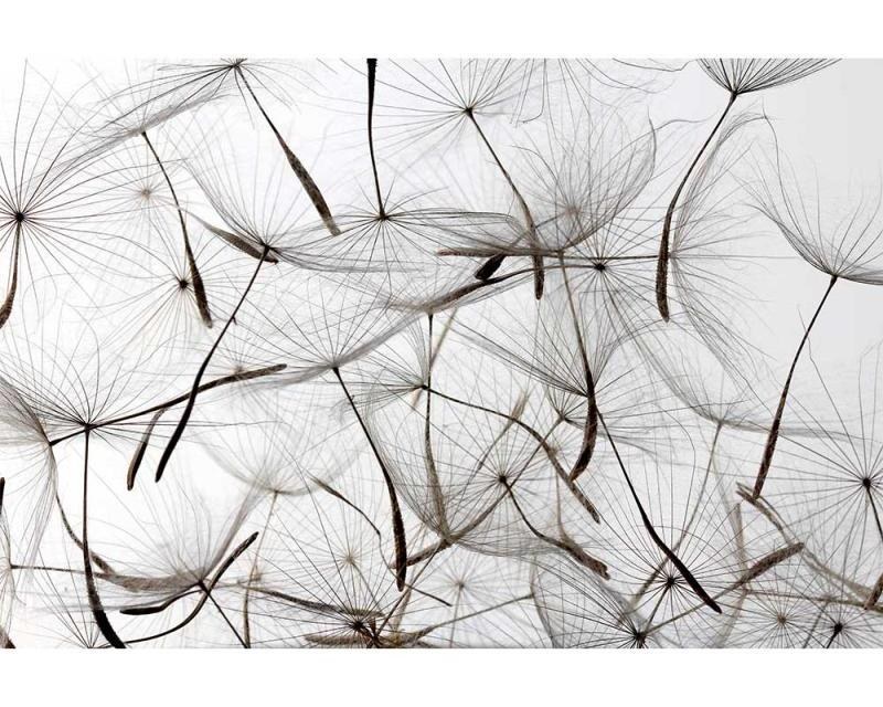 Fototapety - Fototapeta na zeď Chmýří pampelišky | MS-5-0122 | 375x250 cm Fototapeta na zeď Chmýří pampelišky | MS-5-0122 | 375x250 cm - Fototapety