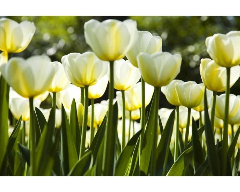 Fototapeta na zeď Bílé tulipány | MS-5-0127 | 375x250 cm - Fototapety