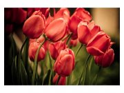 Fototapeta na zeď Červené tulipány | MS-5-0128 | 375x250 cm Fototapety