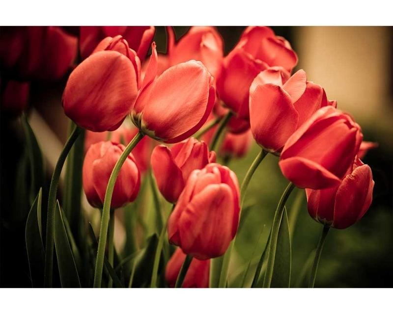 Fototapeta na zeď Červené tulipány | MS-5-0128 | 375x250 cm - Fototapety