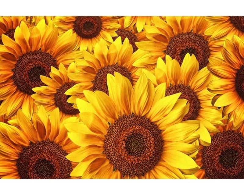 Fototapeta na zeď Lán slunečnic | MS-5-0129 | 375x250 cm - Fototapety