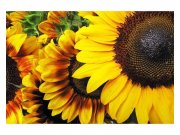 Fototapeta na zeď Slunečnice | MS-5-0130 | 375x250 cm Fototapety