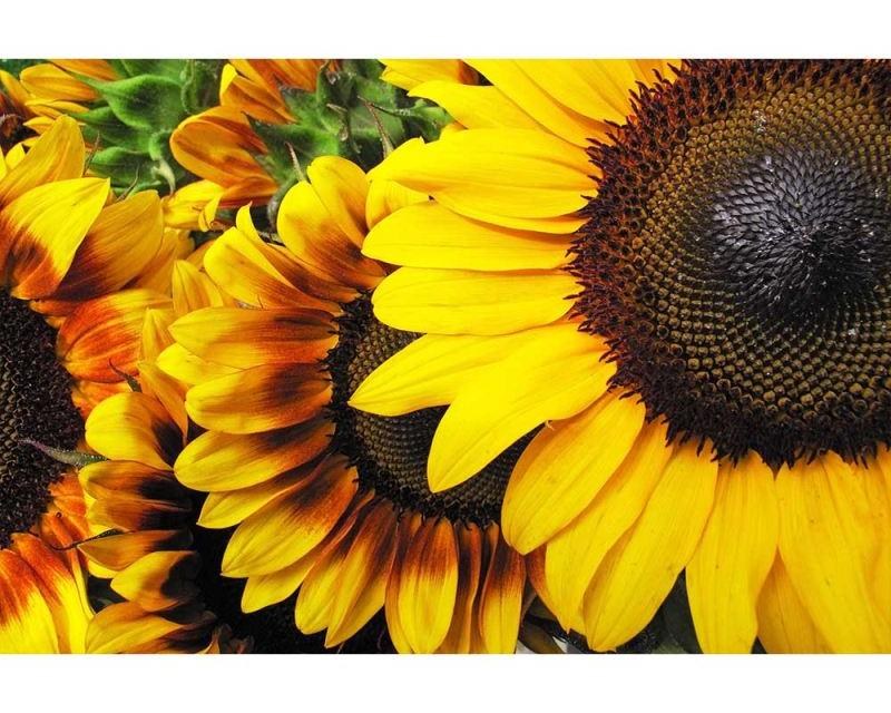 Fototapeta na zeď Slunečnice | MS-5-0130 | 375x250 cm - Fototapety