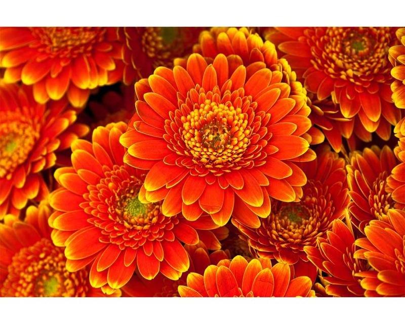 Fototapeta na zeď Gerbera | MS-5-0131 | 375x250 cm Fototapeta na zeď Gerbera | MS-5-0131 | 375x250 cm