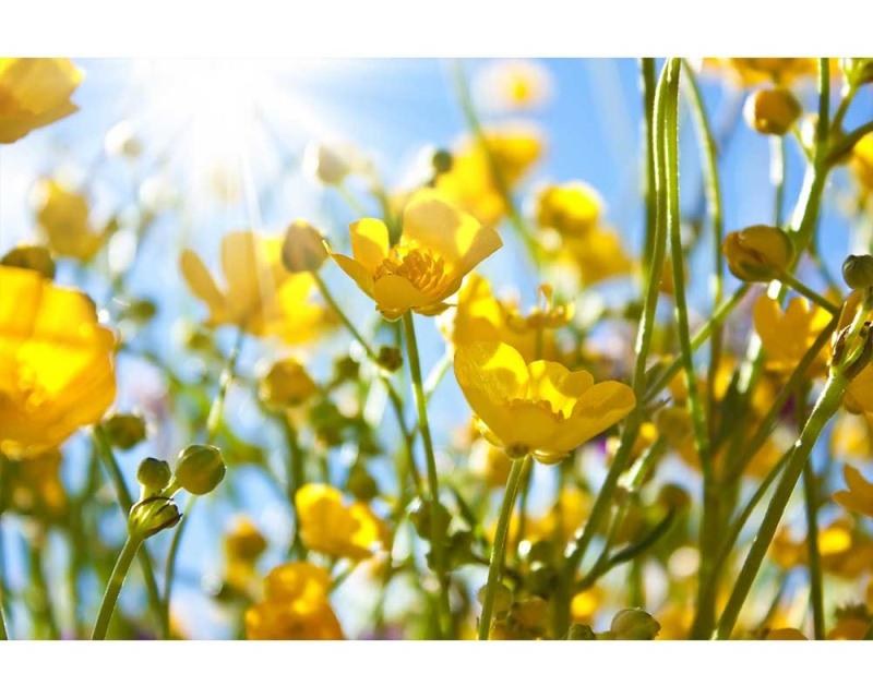 Fototapeta na zeď Žluté květiny | MS-5-0134 | 375x250 cm - Fototapety