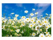 Fototapeta na zeď Sedmikrásky | MS-5-0135 | 375x250 cm Fototapety