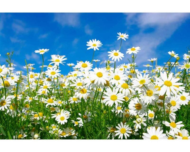 Fototapeta na zeď Sedmikrásky | MS-5-0135 | 375x250 cm - Fototapety