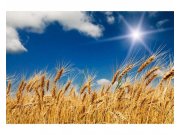 Fototapeta na zeď Pšeničné pole | MS-5-0136 | 375x250 cm Fototapety