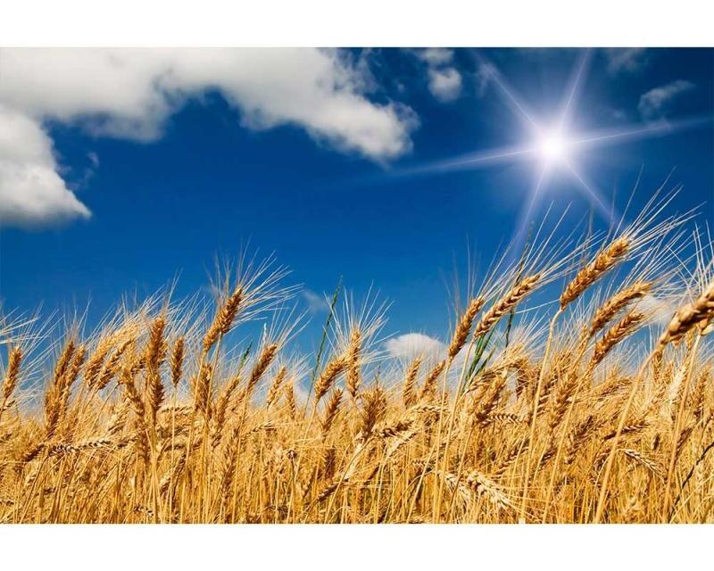 Fototapeta na zeď Pšeničné pole | MS-5-0136 | 375x250 cm - Fototapety