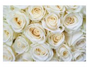 Fototapeta na zeď Bílé růže | MS-5-0137 | 375x250 cm Fototapety